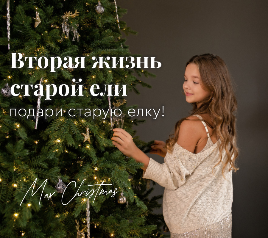 Вторая жизнь старой ели