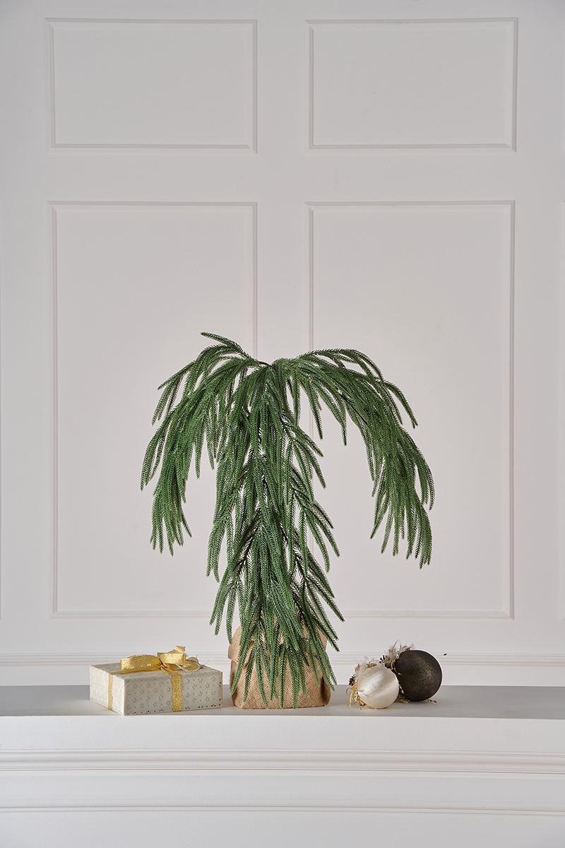 Ветка хвои на пеньке Южная