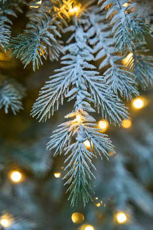 Ель Мурманская с лампочками иней