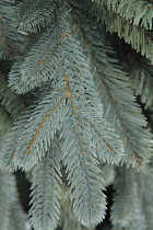 Ель искусственная премиум Верона