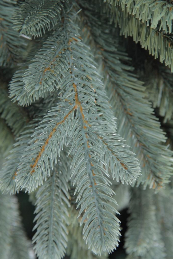 Ель искусственная премиум Верона