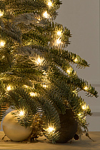 Ель Датская настольная заснеженная с лампочками