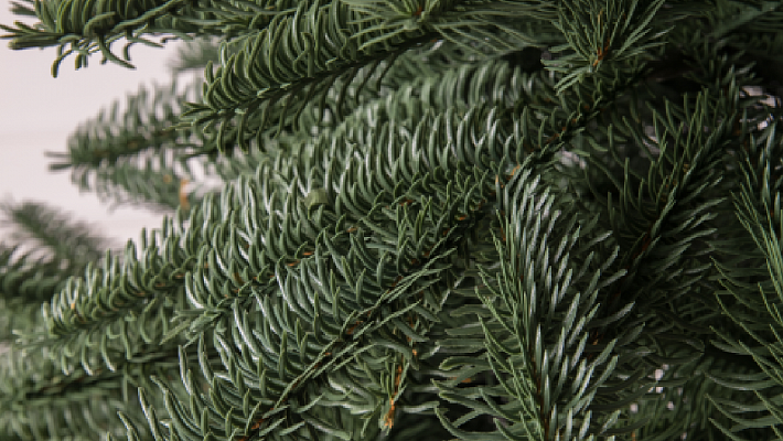 Ель литая Нобилис