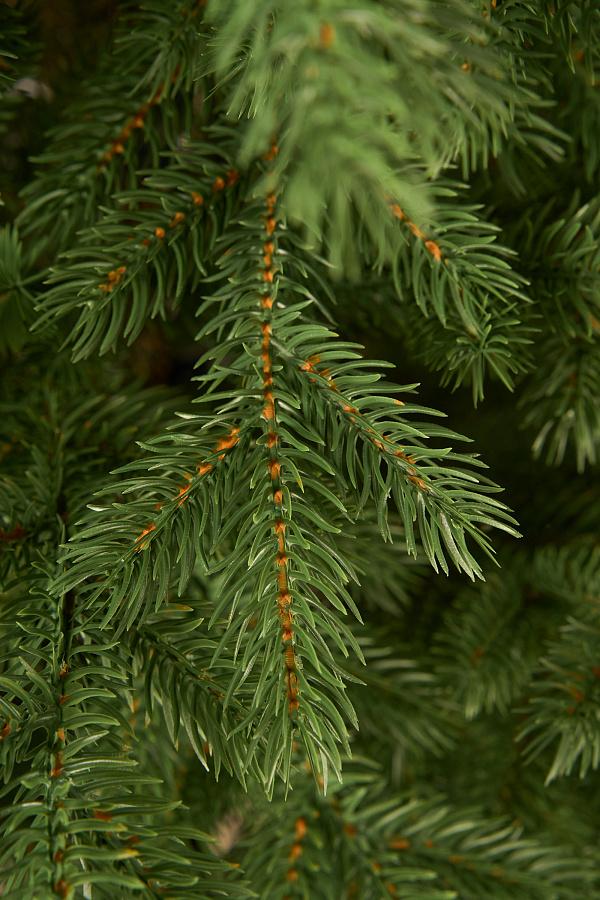 Ель искусственная литая Зеленоградская