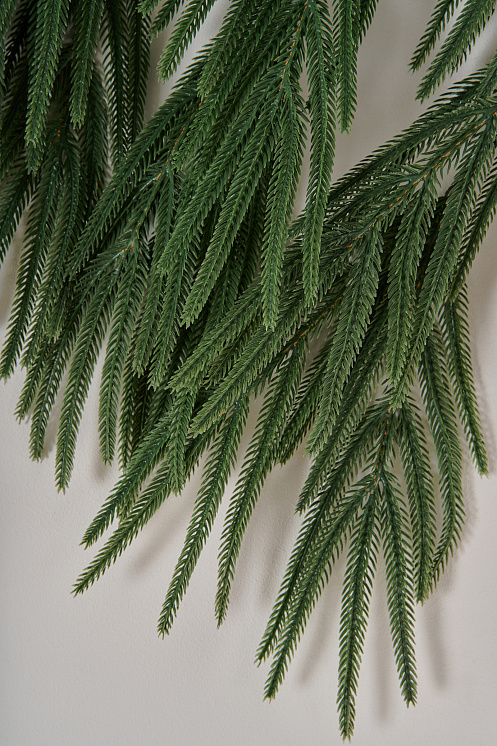 Ветка хвои на пеньке Южная