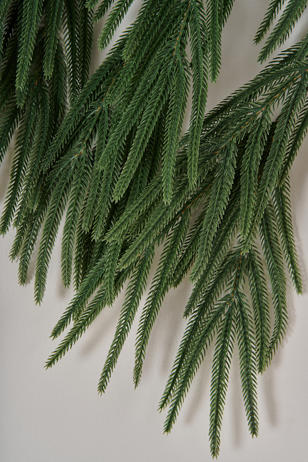 Ветка хвои на пеньке Южная