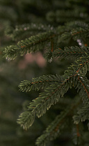 Ель искусственная литая Арко