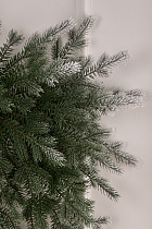 Фиджи бант иней