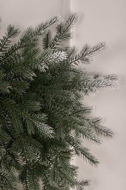 Фиджи бант иней