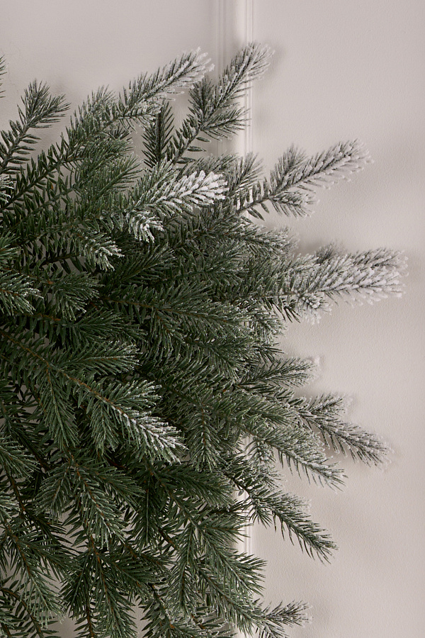 Фиджи бант иней