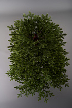 Елка литая Лозанна