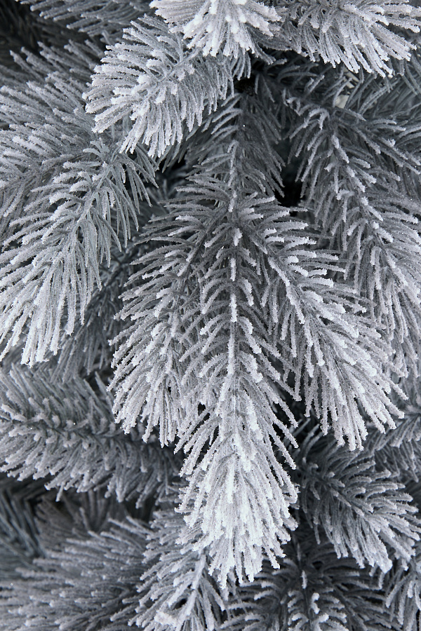 Ель заснеженная Монблан