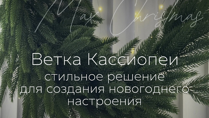 Ветка хвои Кассиопея