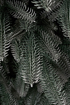 Ель искусственная Датская голубая