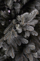 Ель литая Сочинская голубая