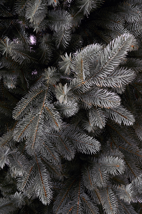 Ель литая Сочинская голубая