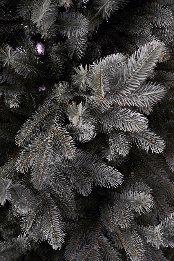 Ель литая Сочинская голубая