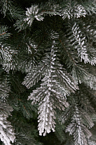 Ель литая Мурманская иней