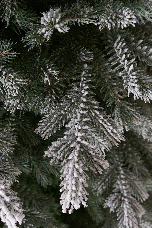 Ель литая Мурманская иней