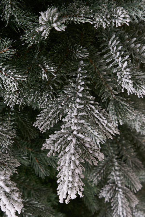 Ель литая Мурманская иней