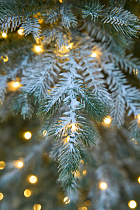 Ель Мурманская с лампочками иней