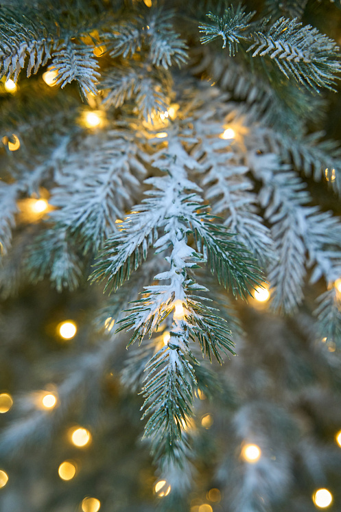 Ель Мурманская с лампочками иней