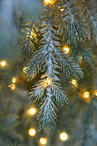 Ель Мурманская с лампочками иней