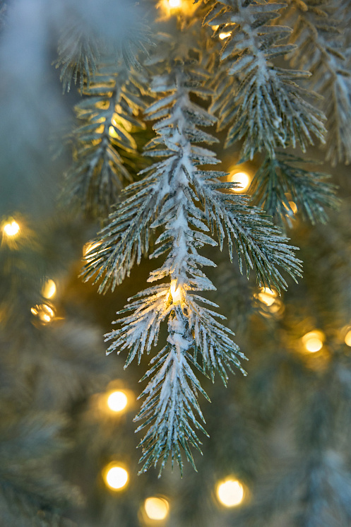 Ель Мурманская с лампочками иней