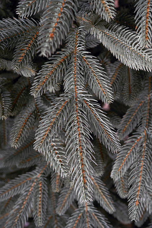 Ель искусственная литая Ставропольская голубая