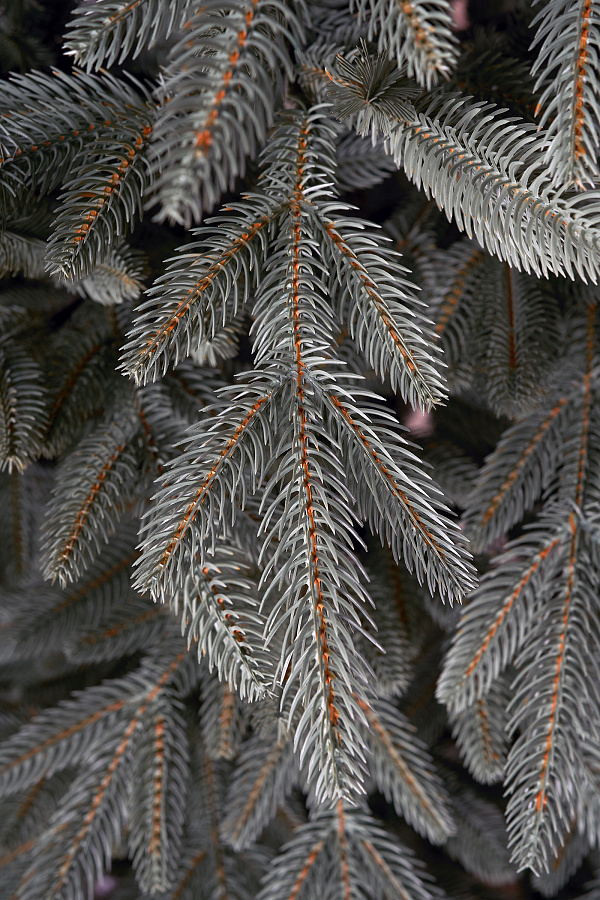 Ель искусственная литая Ставропольская голубая