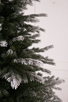 Ель литая Мурманская иней