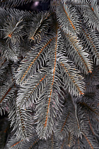 Ель литая Коломенская голубая