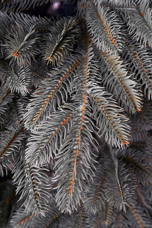 Ель литая Коломенская голубая