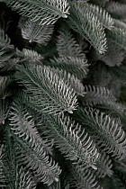 Ель искусственная Датская голубая