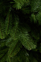 Ель литая Сочинская