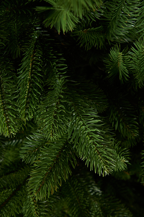 Ель литая Сочинская