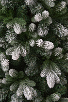 Ель искусственная премиум заснеженная Омская