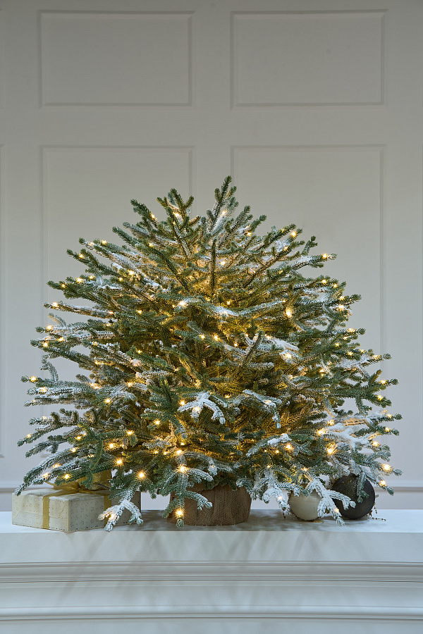 Ель Эми настольная иней с лампочками