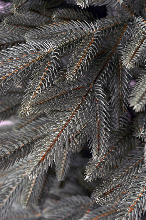 Ель искусственная литая Самарская голубая