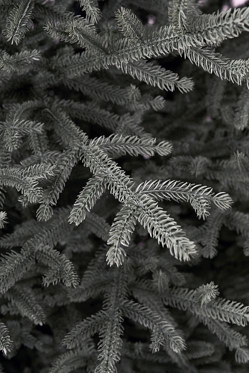 Ель искусственная литая Арко голубая