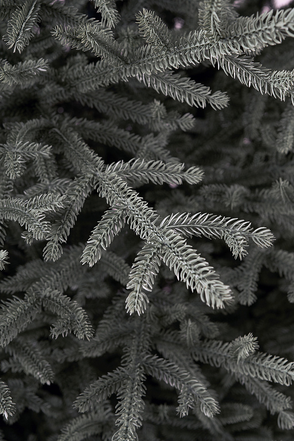 Ель искусственная литая Арко голубая