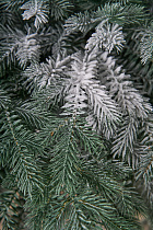 Ель искусственная Фиджи иней
