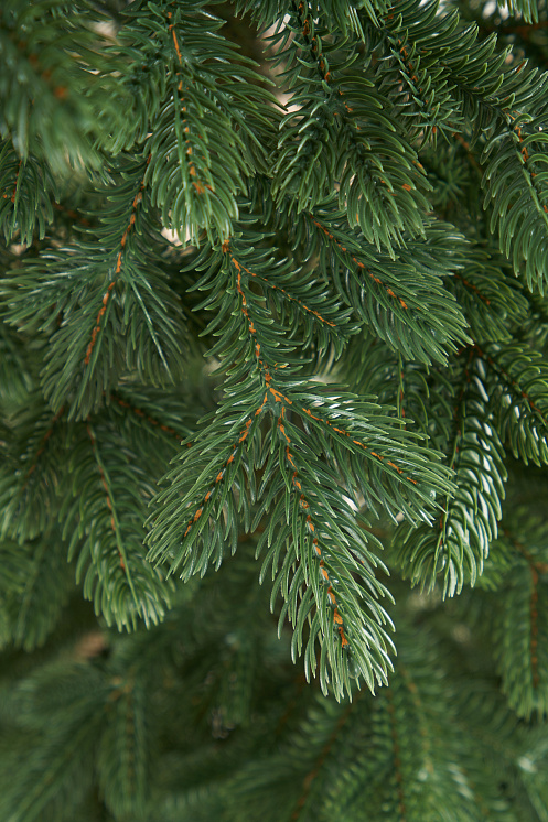 Ель искусственная литая Византийская