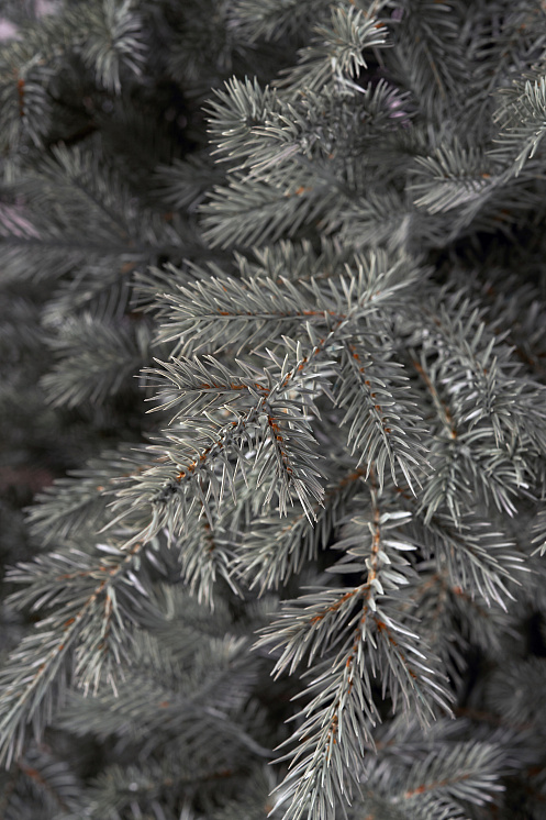 Ель искусственная литая Мурманская голубая