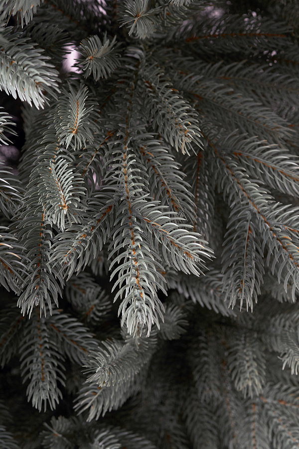 Ель искусственная литая Новгородская голубая