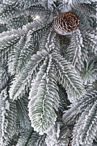 Ель заснеженная Смоленская с шишками