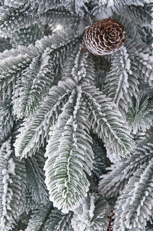 Ель заснеженная Смоленская с шишками