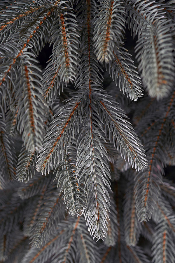 Ель искусственная литая Самарская голубая