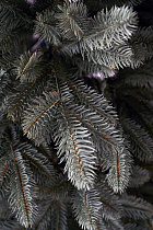 Ель литая Коломенская голубая