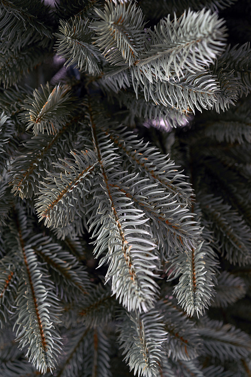 Ель литая Коломенская голубая